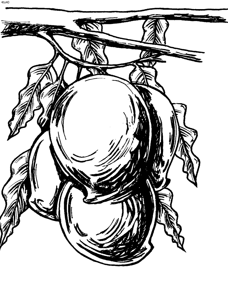 800x995 Mango Tree Coloring Pages