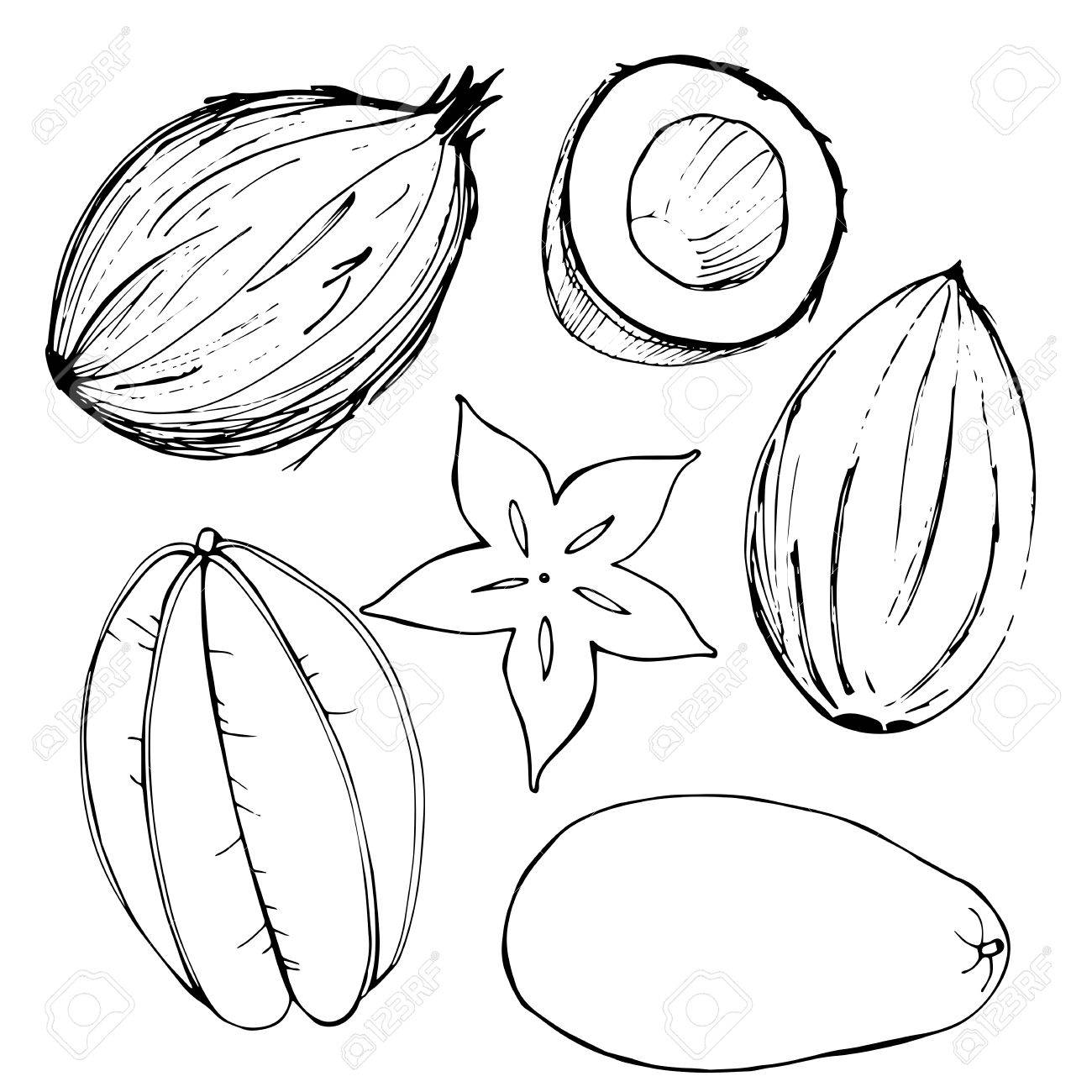 1300x1300 Hand Drawn Fruits. Coconut, Mango, Carambola. Vector Illustration