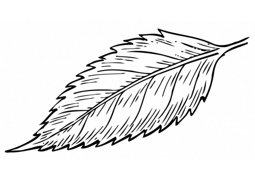 500x354 Mango Leaf Line Drawing