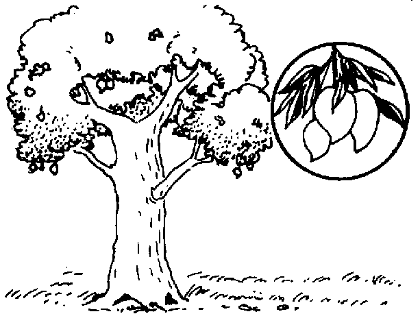 613x458 Trees And Their Management Mango Production