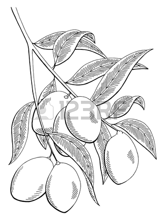 338x450 Mango Fruit Graphic Color Seamless Pattern Sketch Illustration