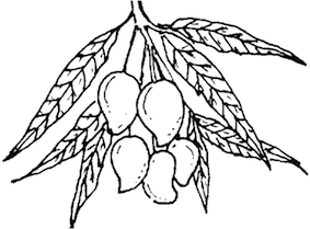 283x209 Mango Tree Clipart Black And White