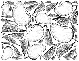 275x213 Mango Drawing Images