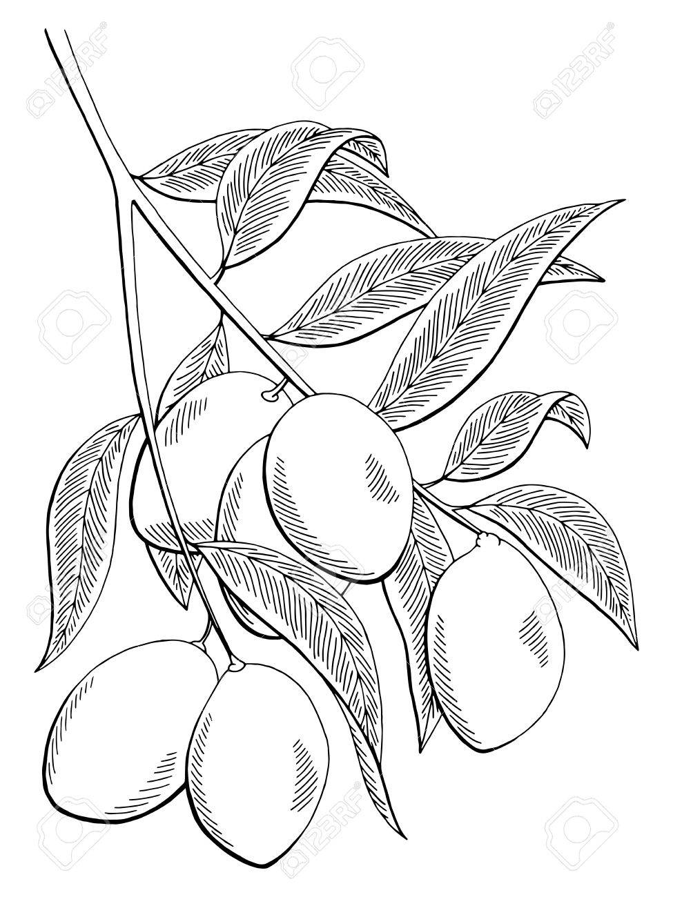 975x1300 388 Mango Tree Stock Illustrations, Cliparts And Royalty Free