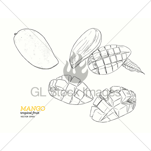 500x500 Set Of Mangoes.hand Draw Sketch Vector. Gl Stock Images