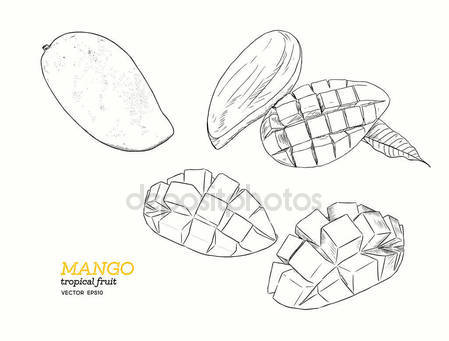 449x341 Set Of Mangoes.hand Draw Sketch Vector. Stock Vector Kirpmun