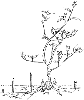 277x330 Learning Resources