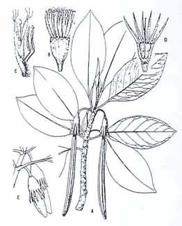 262x325 Plants Amp Environments Of The Marshall Islands