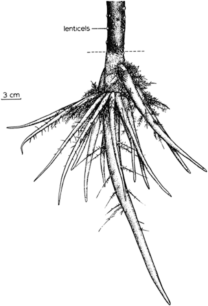 831x1219 Root Systems