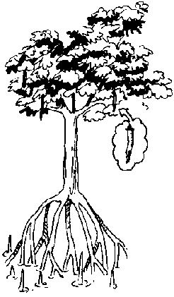 246x421 4.2 Mangroves