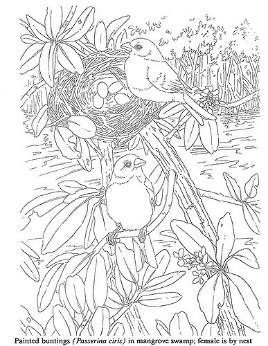 387x500 Birds To Paint Or Color