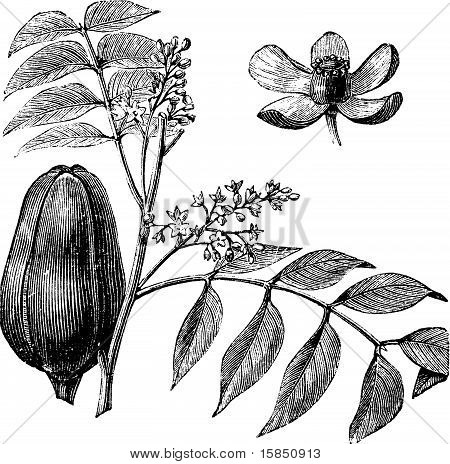 450x464 Mangrove Images, Illustrations, Vectors