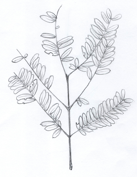 566x732 A Nature Art Journal In Southwest Florida Wild Tamarind ~ Scars