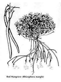 210x280 Save Riviera Maya