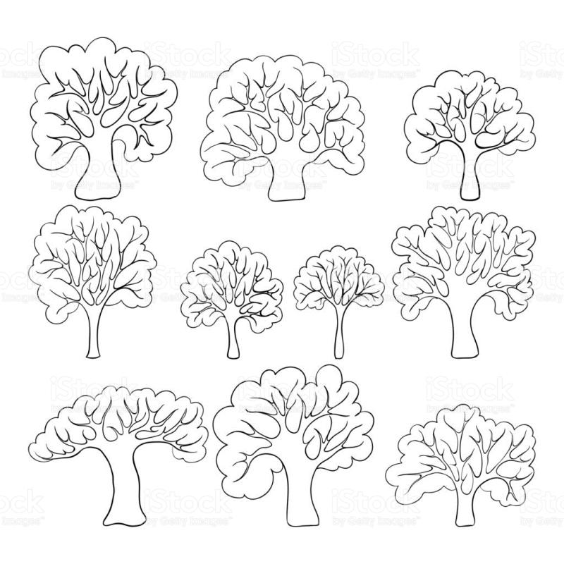 800x800 Mangrove Tree Clipart