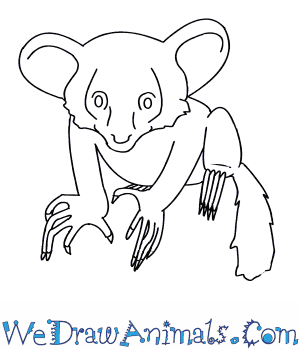 300x350 How To Draw An Aye Aye