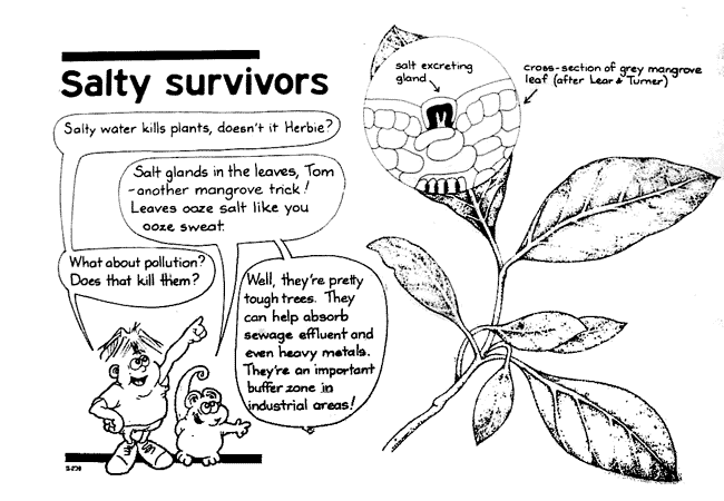 650x450 Mangrove Board Walks