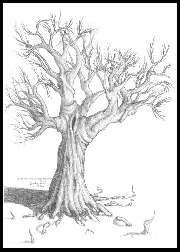 755x1059 Mangrove Tree Drawing