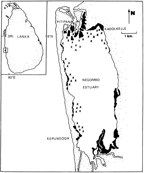 500x602 Map Of The Negombo Estuary.set Shows Location Of The Estuary