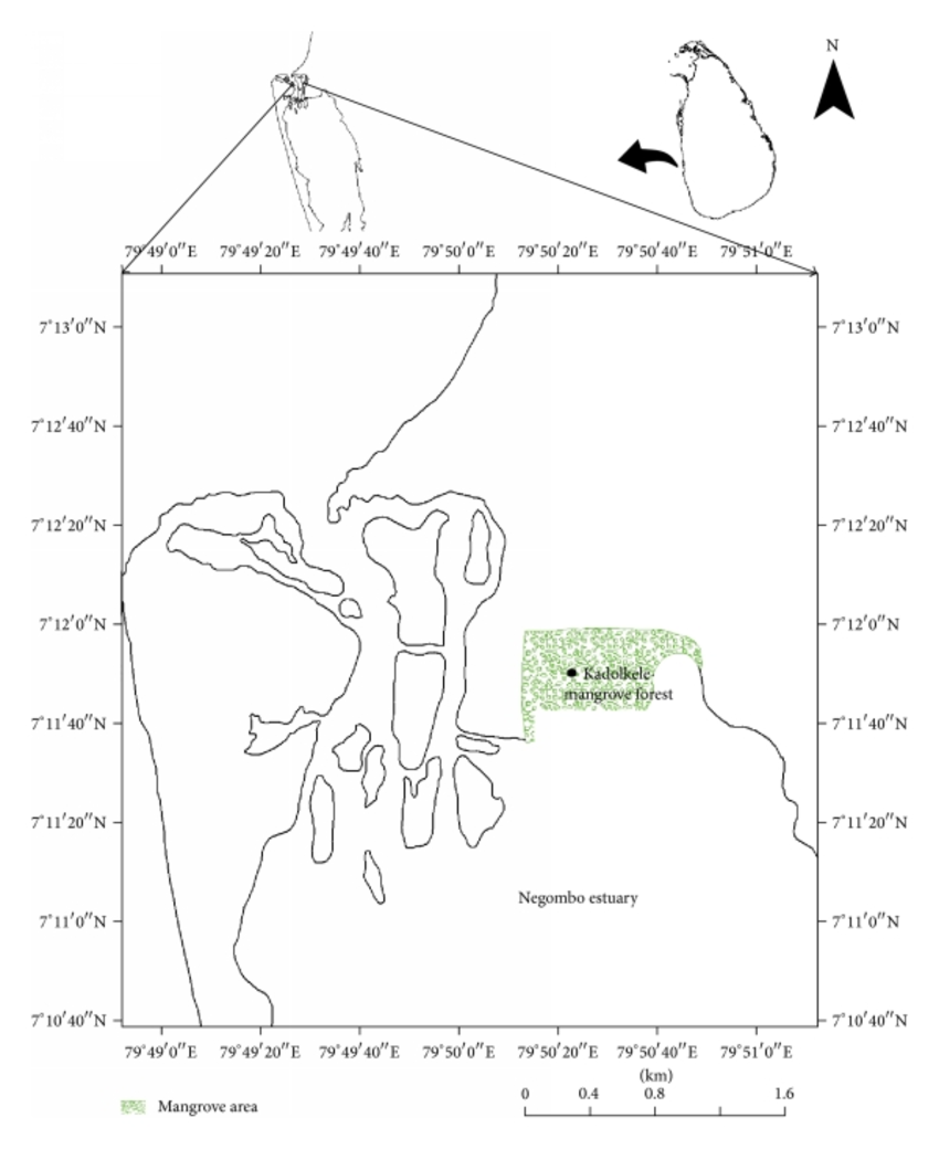 850x1040 The Map Of Negombo Estuary Showing The Kadolkele Mangrove Forest
