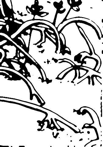 338x480 Babasiga Mangroves