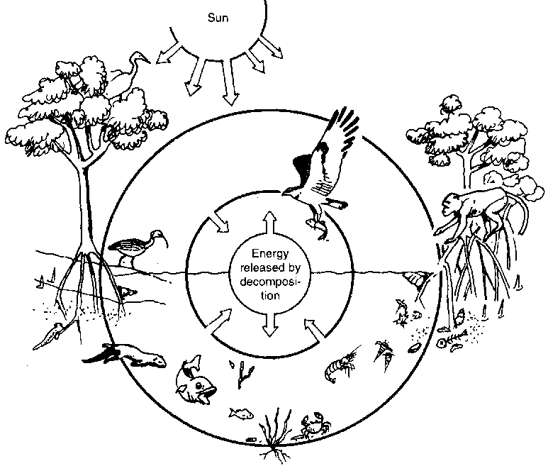 773x657 Biodiversity In The Western Ghats An Information Kit 4. Fresh