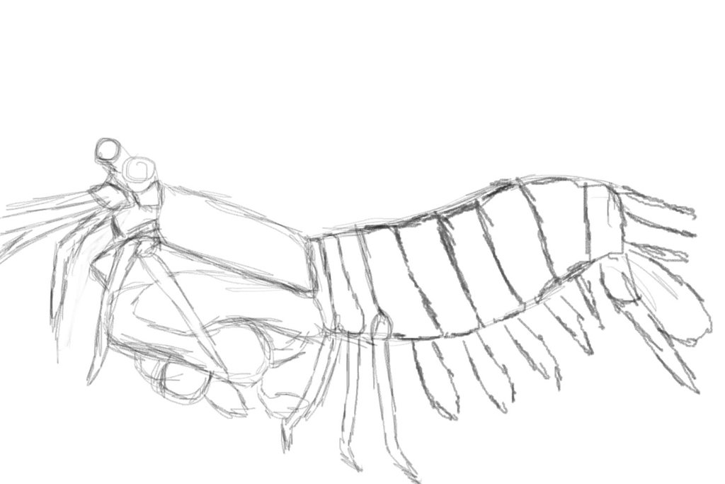 1024x683 Mantis Shrimp By Noktpapilio