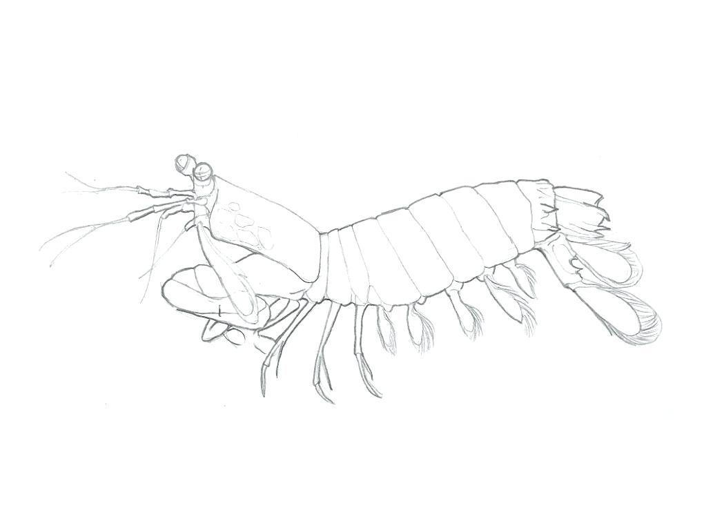 1020x765 Shrimp Animal Coloring Pages Transasia