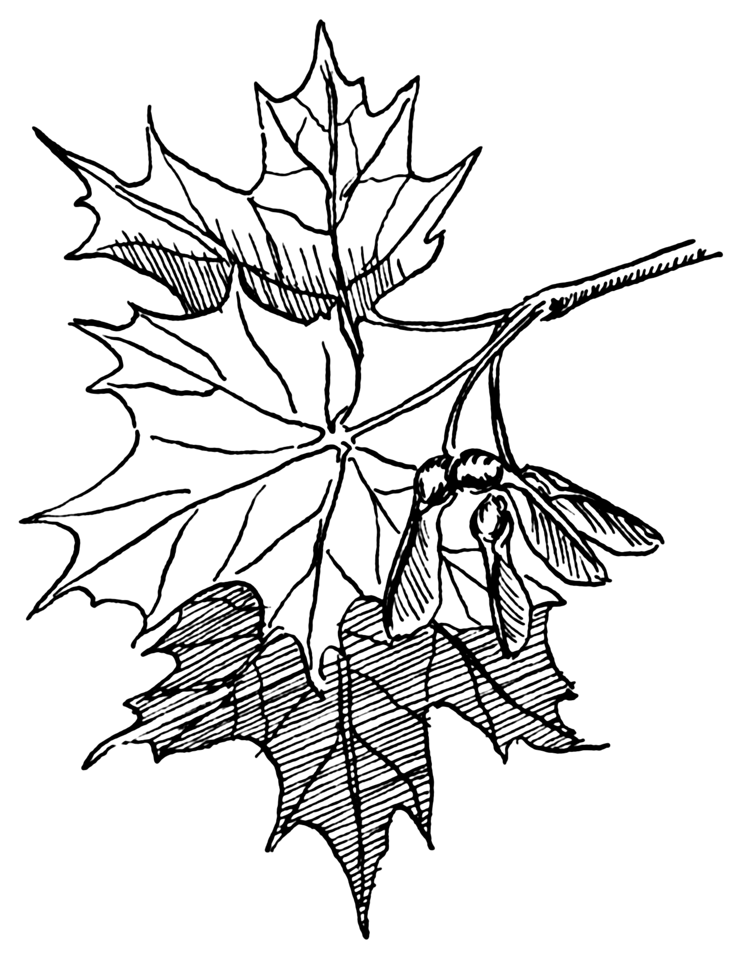 1480x1908 Filesugar Maple (Psf).png