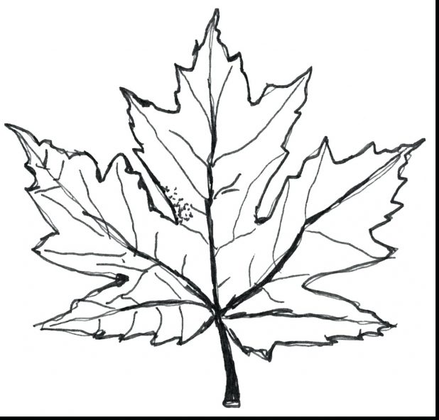 618x592 Leaf And Fall Coloring Pages Archives Leaves Page Preschool Tree