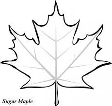 231x218 Maple Leaf Drawing Color Paints, Leaves And Diagram