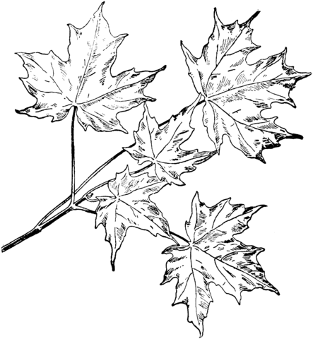 443x480 Sugar Maple Branchlet Coloring Page Free Printable Coloring Pages