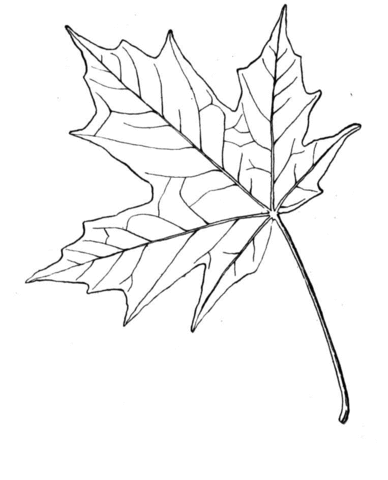 388x480 Sugar Maple Leaf Coloring Page Free Printable Coloring Pages