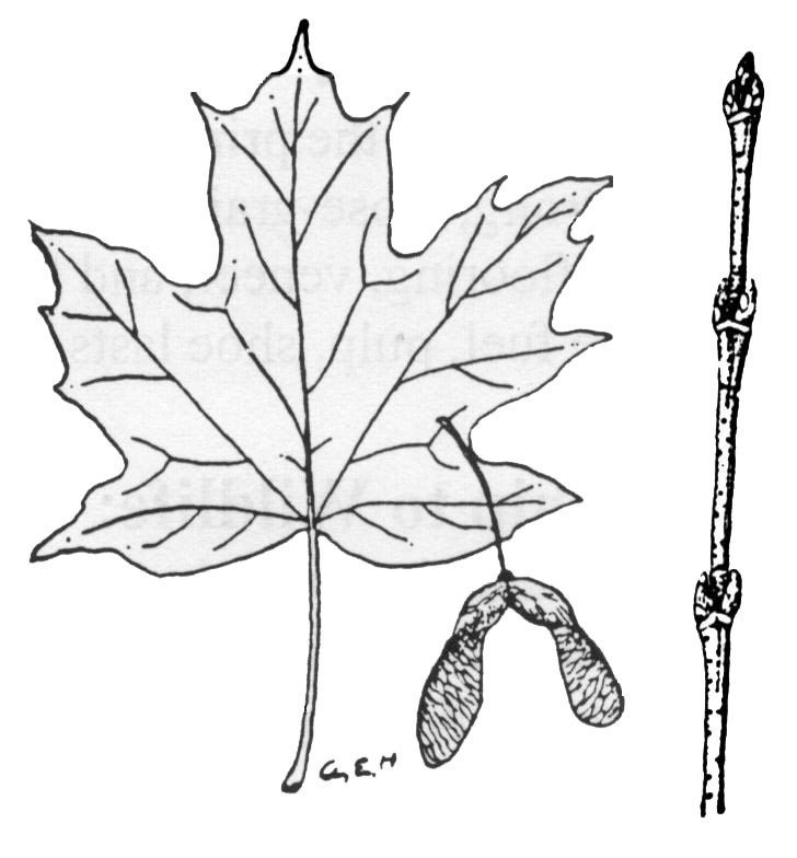 728x784 Leaf Drawing Wheelers Maple Products