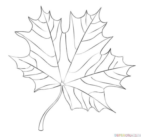 591x575 How To Draw A Maple Leaf Step By Step. Drawing Tutorials For Kids