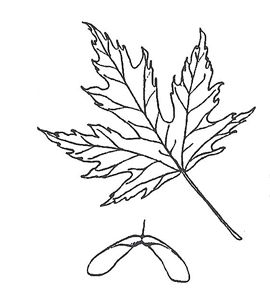 270x300 Key To Common Colorado Landscape Trees