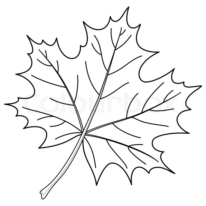 800x800 Leaf Of A Maple, Contour Stock Photo Colourbox