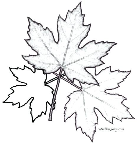 468x486 Printable Leaves Coloring Pages Maple Leaves Printable Leaf Fall