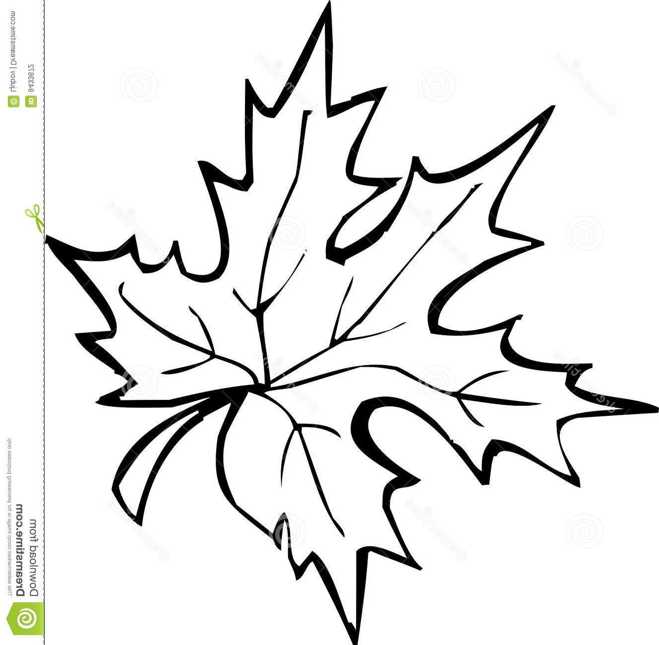 1329x1300 Best Hd Drawn Maple Leaf Black And White Drawing