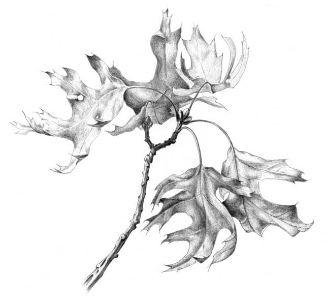 640x604 Drawn Maple Leaf Pencil Drawing