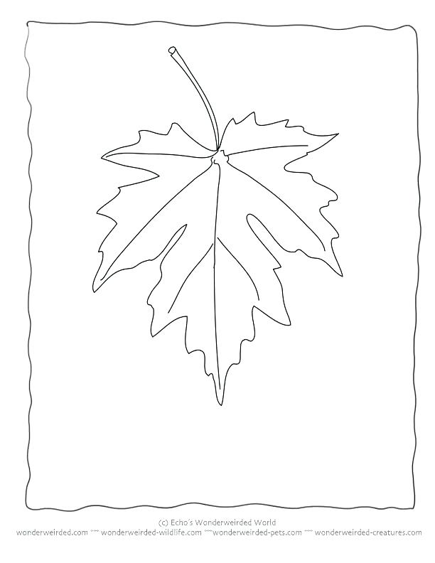 612x792 Maple Leaf Coloring Coloring Page Leaf Thanksgiving Leaves