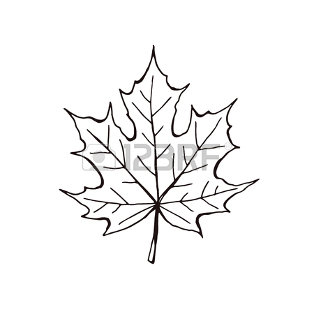 450x450 Hand Drawn Autumn Leaves Outline Collection. Maple And Oak Leaf