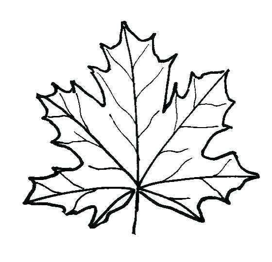 560x540 Leaf Coloring Pages Maple Leaf Coloring Page Fall Autumn Coloring