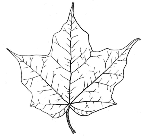 480x451 Maple Leaf Coloring Page Free Printable Coloring Pages