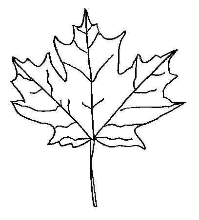 408x452 Maple Leaf Outline Pictures Images Clipart