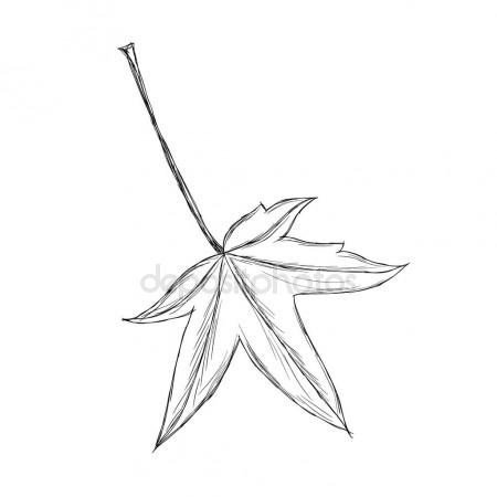 450x450 Hand Drawn Maple Leaf Stock Vector Altelia