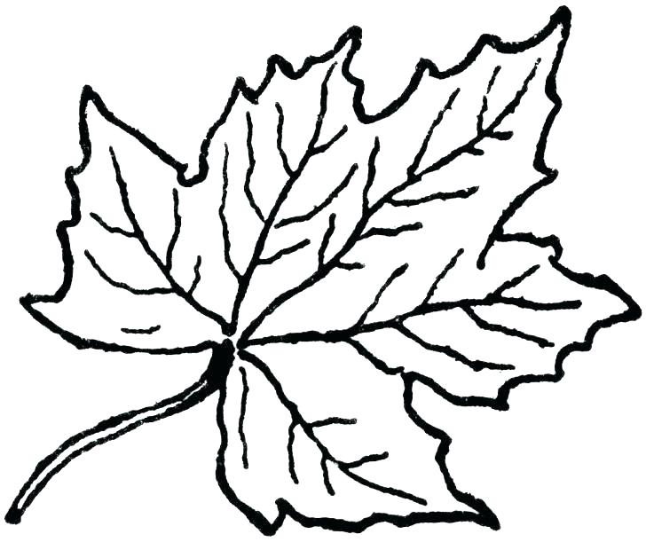 728x611 Leaves Coloring Pages Printable