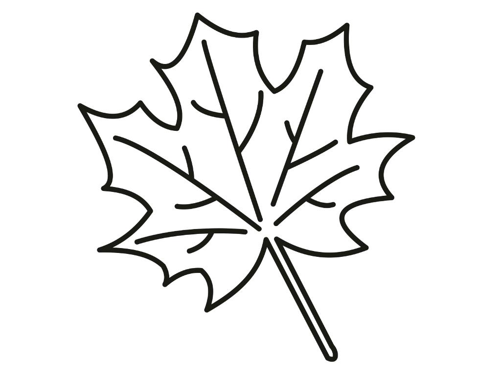 Maple Leaf Line Drawing at GetDrawings | Free download