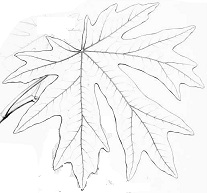 207x193 Drawn Maple Leaf Mapple