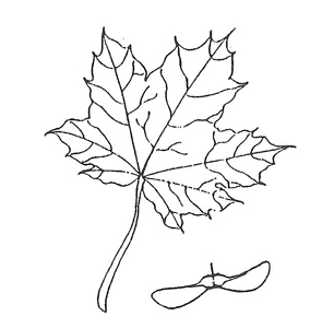 284x300 Key To Common Colorado Landscape Trees